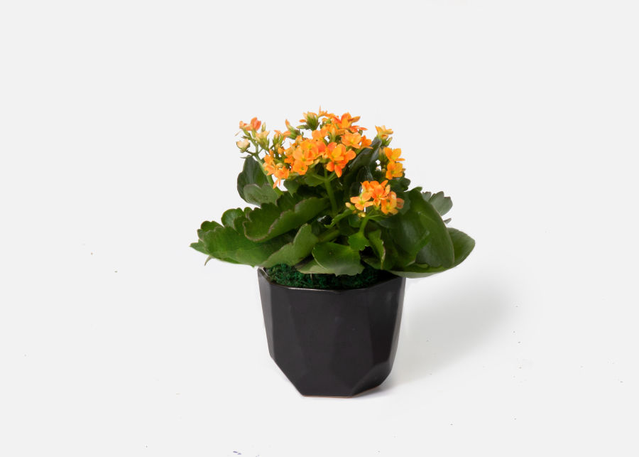 The Salem » Send Flower Bouquets UrbanStems Flower Delivery